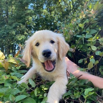 chiot Golden retriever fauve clair T'Cookie élevage du Fond de la Noye