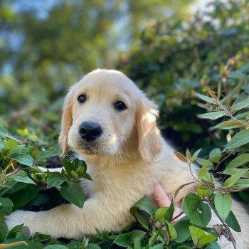 chiot Golden retriever fauve clair T'Cookie élevage du Fond de la Noye