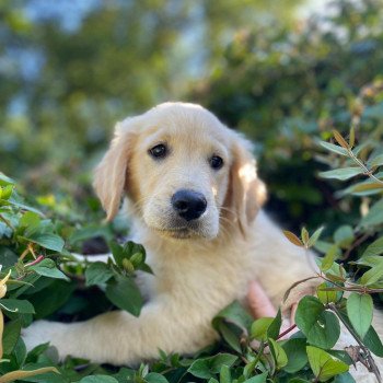 chiot Golden retriever fauve clair T'Cookie élevage du Fond de la Noye