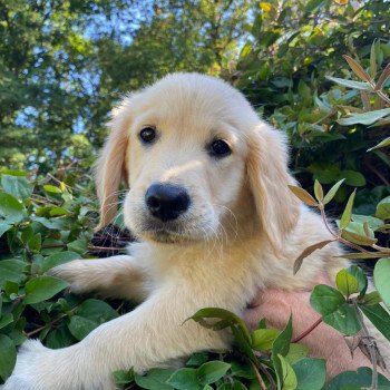 chiot Golden retriever fauve clair T'Cookie élevage du Fond de la Noye