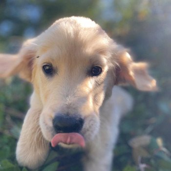 chiot Golden retriever fauve clair T'Cookie élevage du Fond de la Noye