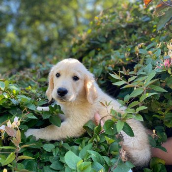 chiot Golden retriever fauve clair T'Cookie élevage du Fond de la Noye