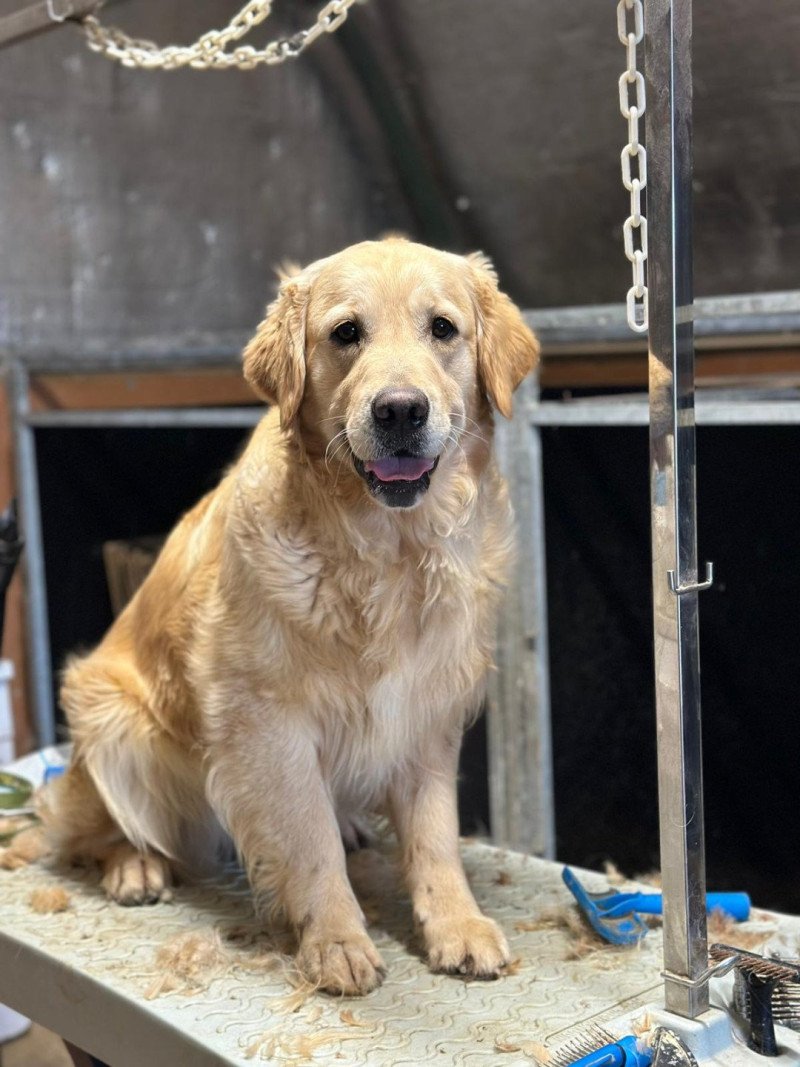 Toscane du Fond de la Noye Femelle Golden retriever