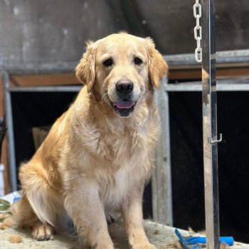 chien Golden retriever fauve clair Toscane élevage du Fond de la Noye chien Golden retriever fauve clair Toscane élevage du Fond de la Noye