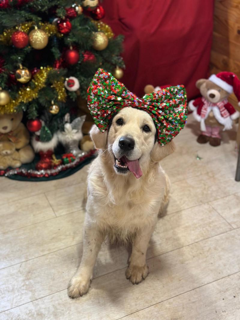 Uguette du Fond de la Noye Femelle Golden retriever