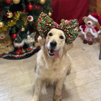 chien Golden retriever sable Uguette élevage du Fond de la Noye