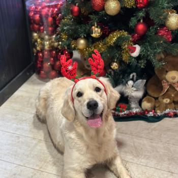 chien Golden retriever sable Uguette élevage du Fond de la Noye