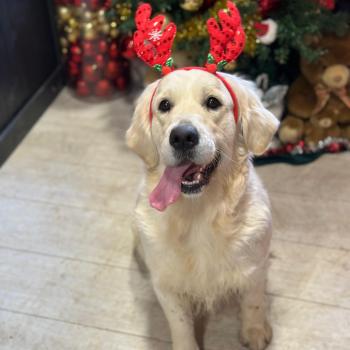chien Golden retriever sable Uguette élevage du Fond de la Noye