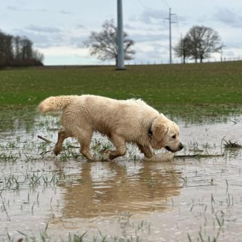 chien Golden retriever sable Uguette élevage du Fond de la Noye