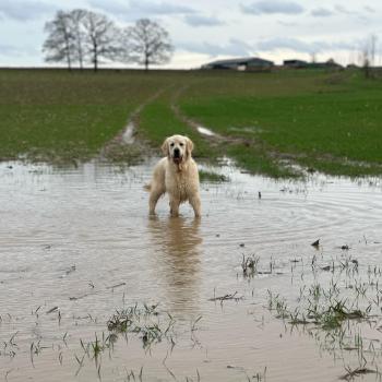 chien Golden retriever sable Uguette élevage du Fond de la Noye
