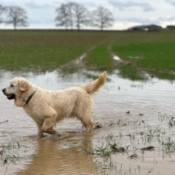 chien Golden retriever sable Uguette élevage du Fond de la Noye