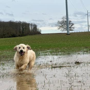 chien Golden retriever sable Uguette élevage du Fond de la Noye