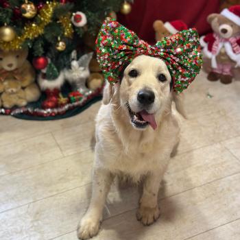 chien Golden retriever sable Uguette élevage du Fond de la Noye