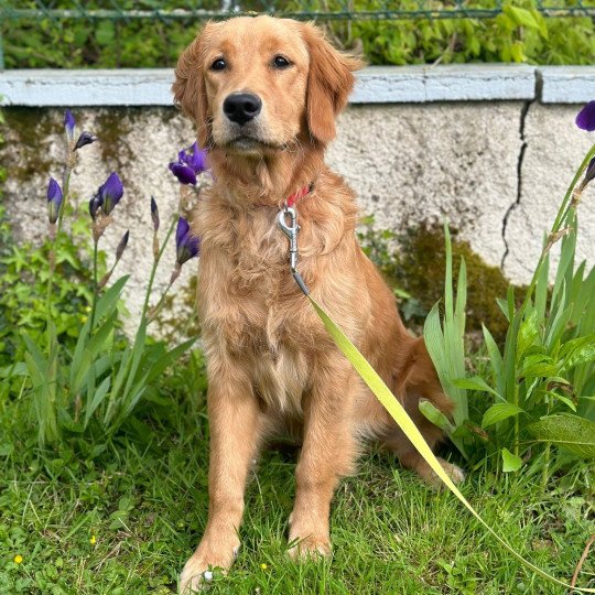 Uria du Fond de la Noye Femelle Golden retriever