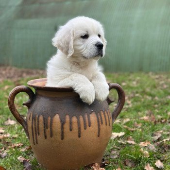 chiot Golden retriever sable V... élevage du Fond de la Noye chiot Golden retriever sable V... élevage du Fond de la Noye