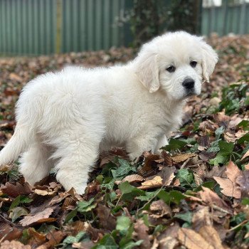 chiot Golden retriever sable V... élevage du Fond de la Noye chiot Golden retriever sable V... élevage du Fond de la Noye