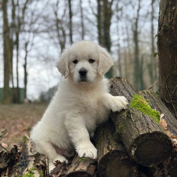 chiot Golden retriever sable V... élevage du Fond de la Noye chiot Golden retriever sable V... élevage du Fond de la Noye