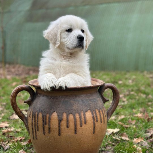 Vincent du Fond de la Noye Mâle Golden retriever