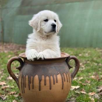chiot Golden retriever sable V... élevage du Fond de la Noye chiot Golden retriever sable V... élevage du Fond de la Noye