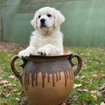 chiot Golden retriever sable V... élevage du Fond de la Noye chiot Golden retriever sable V... élevage du Fond de la Noye