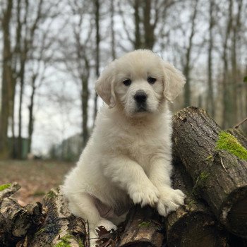 chiot Golden retriever sable V... élevage du Fond de la Noye chiot Golden retriever sable V... élevage du Fond de la Noye