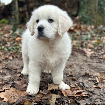 chiot Golden retriever sable V... élevage du Fond de la Noye chiot Golden retriever sable V... élevage du Fond de la Noye