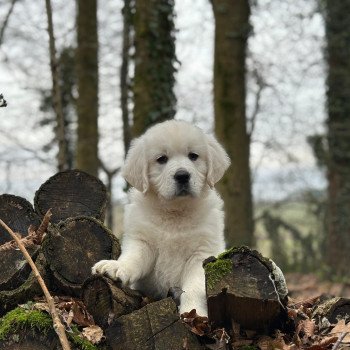 chiot Golden retriever sable V... élevage du Fond de la Noye chiot Golden retriever sable V... élevage du Fond de la Noye