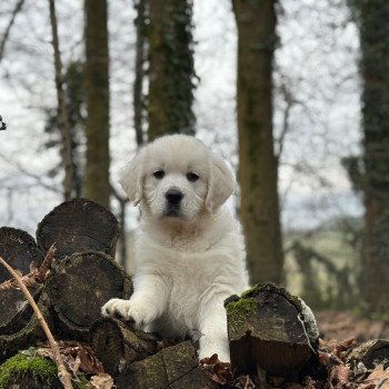 chiot Golden retriever sable V... élevage du Fond de la Noye chiot Golden retriever sable V... élevage du Fond de la Noye