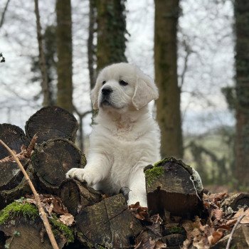 chiot Golden retriever sable V... élevage du Fond de la Noye chiot Golden retriever sable V... élevage du Fond de la Noye