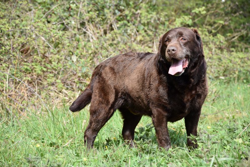 Far-West du Fond de la Noye Mâle Retriever du Labrador