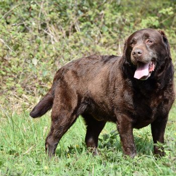 chien Retriever du Labrador chocolat Far-West élevage du Fond de la Noye Retriever du Labrador
