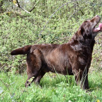 chien Retriever du Labrador chocolat Far-West élevage du Fond de la Noye Retriever du Labrador