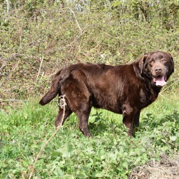 chien Retriever du Labrador chocolat Far-West élevage du Fond de la Noye Retriever du Labrador