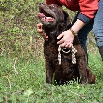 chien Retriever du Labrador chocolat Far-West élevage du Fond de la Noye Retriever du Labrador