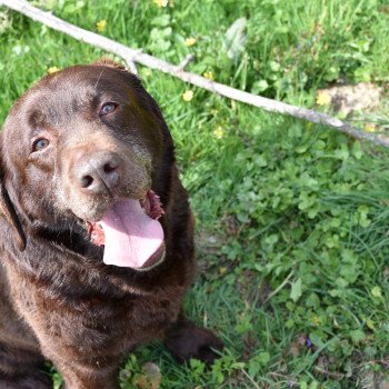 chien Retriever du Labrador chocolat Far-West élevage du Fond de la Noye Retriever du Labrador