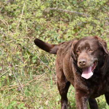 chien Retriever du Labrador chocolat Far-West élevage du Fond de la Noye Retriever du Labrador