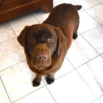 chien Retriever du Labrador chocolat L'air et la manière élevage du Fond de la Noye Retriever du Labrador