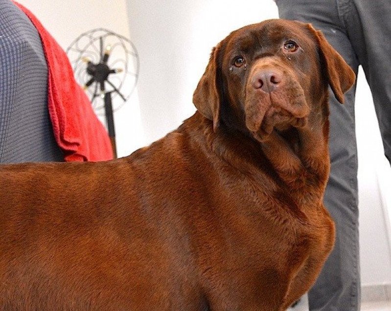 L'air et la manière des Yeux Doux Femelle Retriever du Labrador
