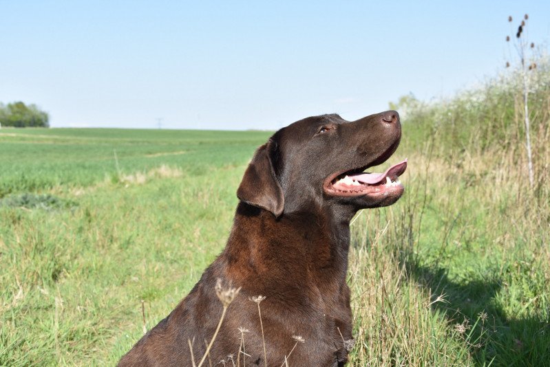 Pêche-Melba du Fond de la Noye Femelle Retriever du Labrador Pêche-Melba du Fond de la Noye Femelle Retriever du Labrador