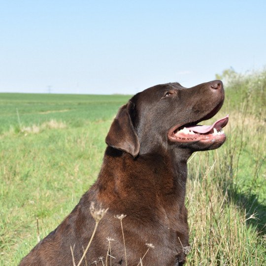 Pêche-Melba du Fond de la Noye Femelle Retriever du Labrador