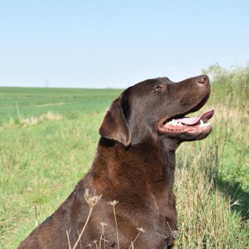 chien Retriever du Labrador chocolat Pêche-Melba élevage du Fond de la Noye