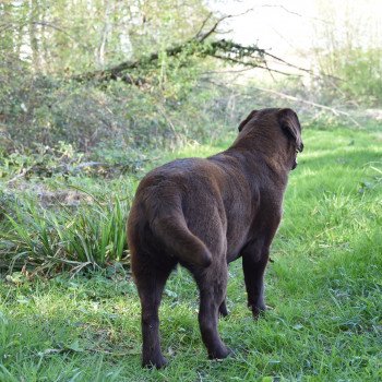 chien Retriever du Labrador chocolat Pêche-Melba élevage du Fond de la Noye chien Retriever du Labrador chocolat Pêche-Melba élevage du Fond de la Noye