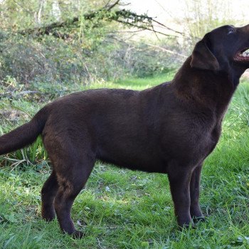 chien Retriever du Labrador chocolat Pêche-Melba élevage du Fond de la Noye chien Retriever du Labrador chocolat Pêche-Melba élevage du Fond de la Noye