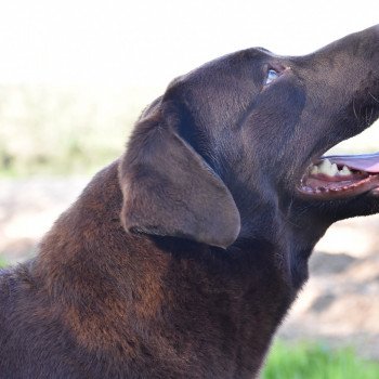 chien Retriever du Labrador chocolat Pêche-Melba élevage du Fond de la Noye chien Retriever du Labrador chocolat Pêche-Melba élevage du Fond de la Noye