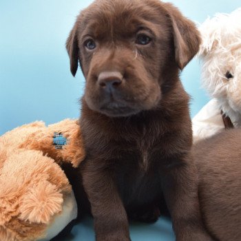 chiot Retriever du Labrador chocolat Roxy élevage du Fond de la Noye