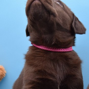chiot Retriever du Labrador chocolat Roxy élevage du Fond de la Noye chiot Retriever du Labrador chocolat Roxy élevage du Fond de la Noye