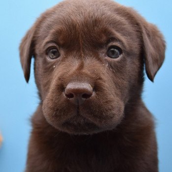 chiot Retriever du Labrador chocolat Roxy élevage du Fond de la Noye