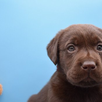 chiot Retriever du Labrador chocolat Roxy élevage du Fond de la Noye