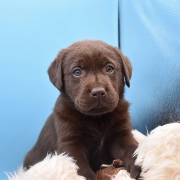 chiot Retriever du Labrador chocolat Roxy élevage du Fond de la Noye