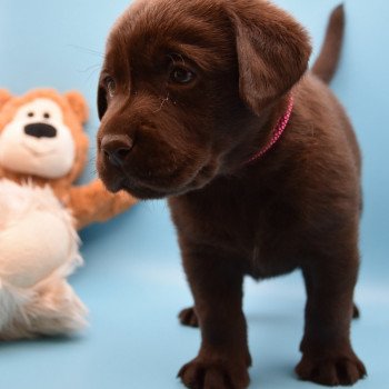 chiot Retriever du Labrador chocolat Roxy élevage du Fond de la Noye